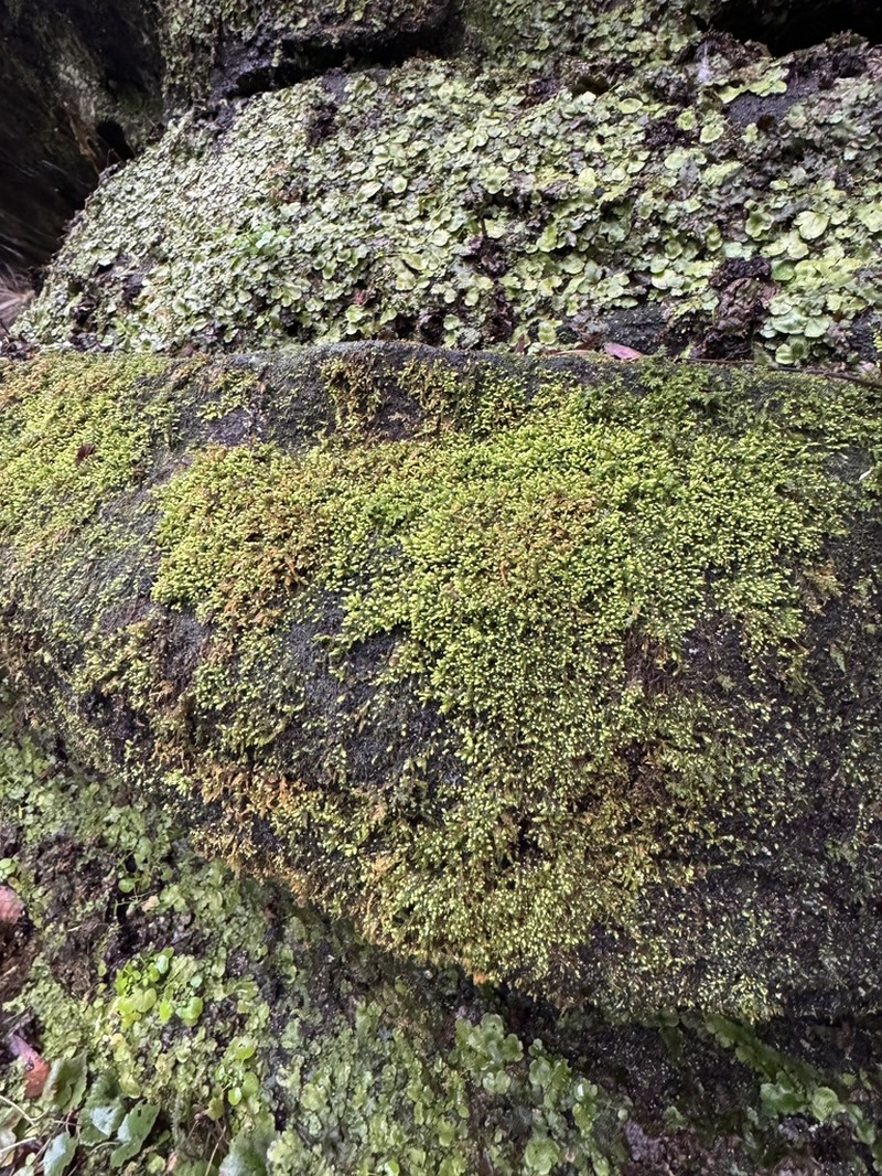 Anomodon Moss photo 8