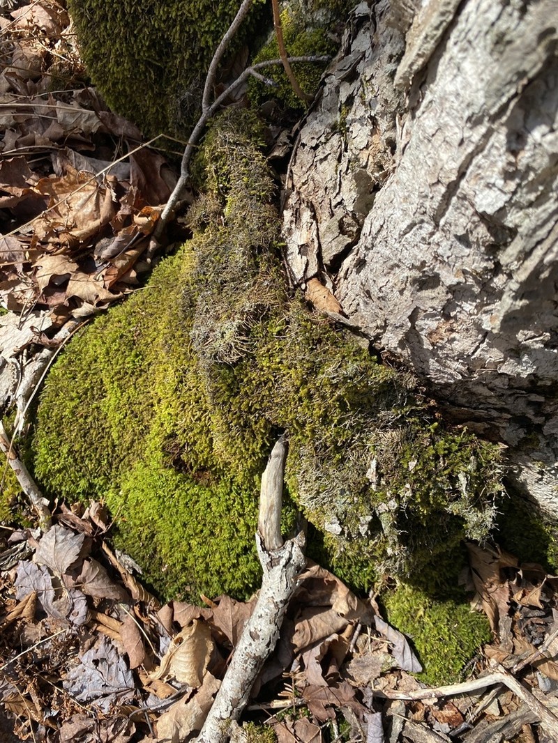 Rugel's Anomodon Moss