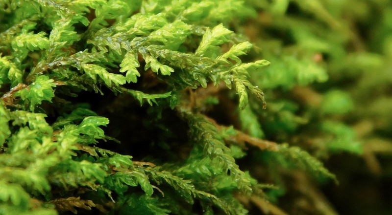Rugel's Anomodon Moss photo 2
