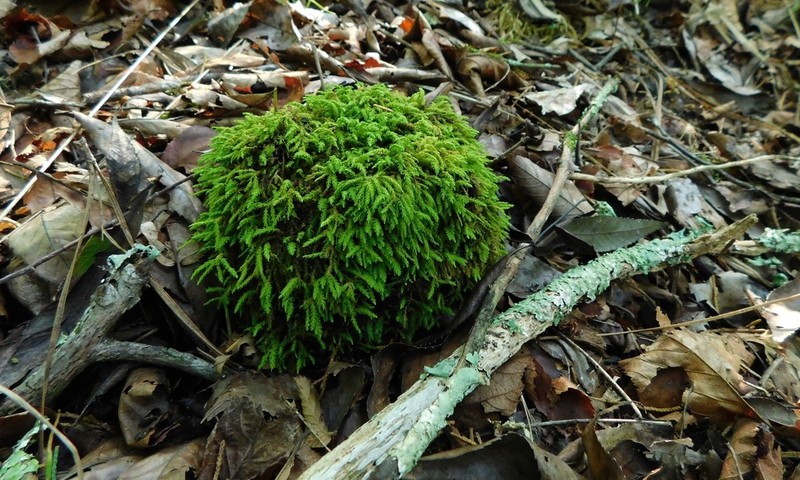 Rugel's Anomodon Moss photo 3