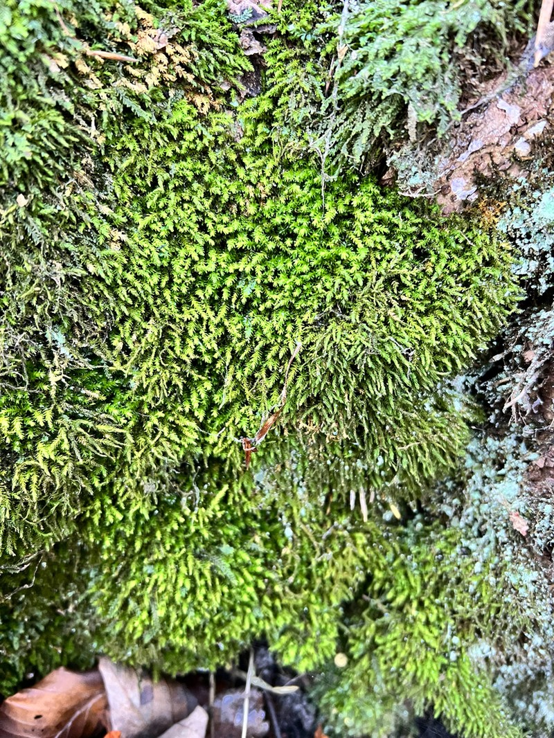 Rugel's Anomodon Moss photo 4