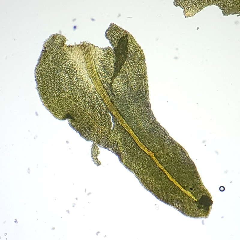 Rugel's Anomodon Moss photo 5