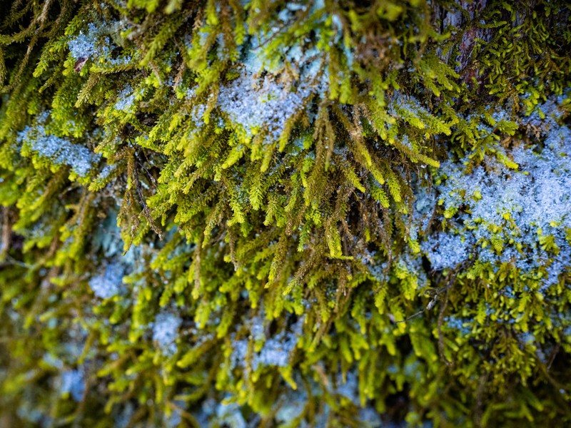 Rugel's Anomodon Moss photo 6