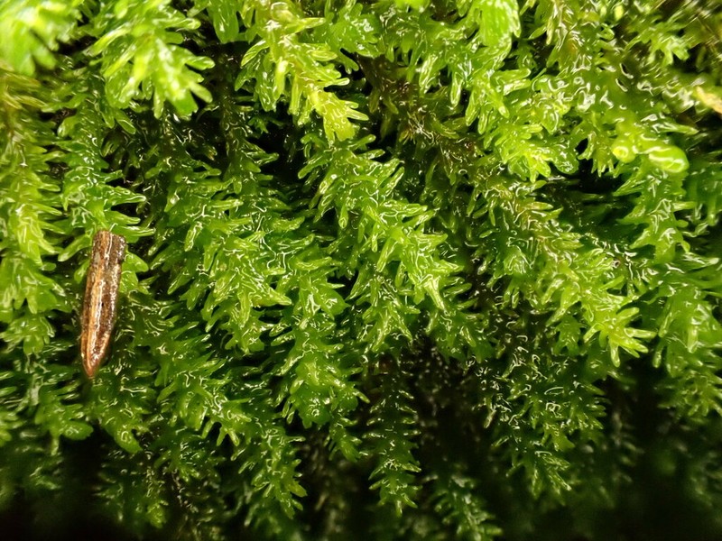 Rugel's Anomodon Moss photo 7
