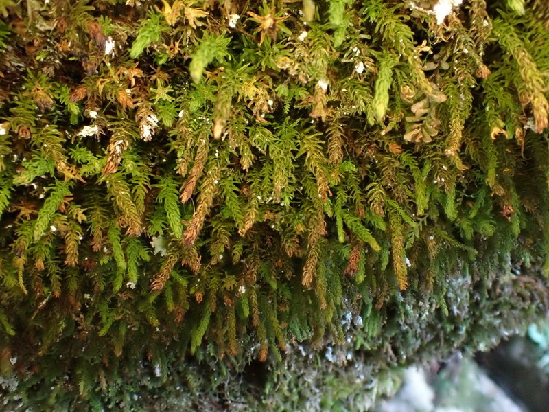 Rugel's Anomodon Moss photo 8