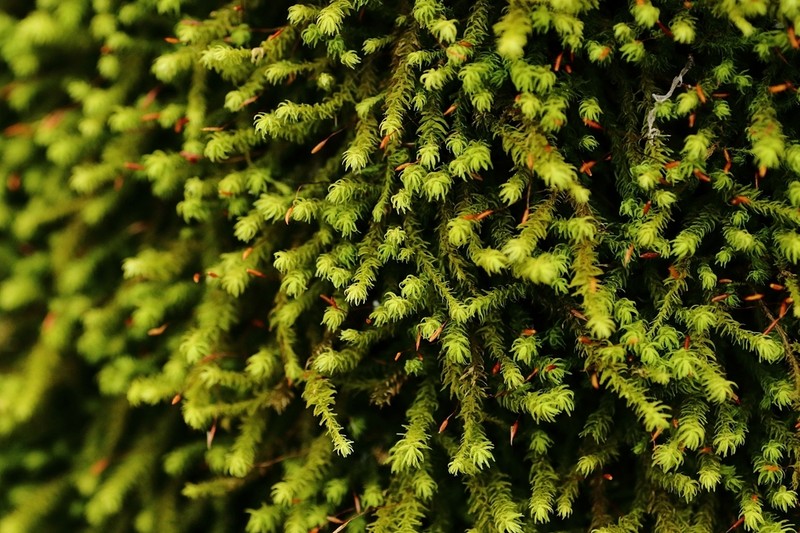 Anomodon Moss