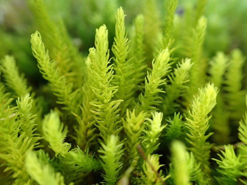 Anomodon Moss photo 2