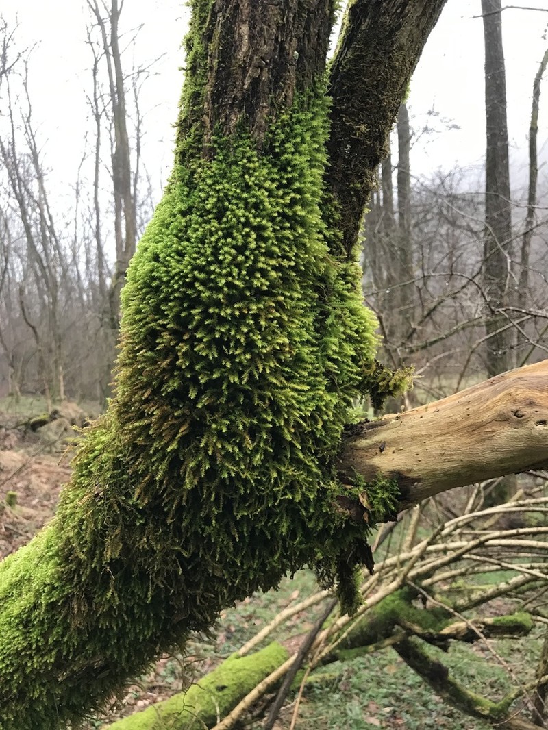 Anomodon Moss photo 3