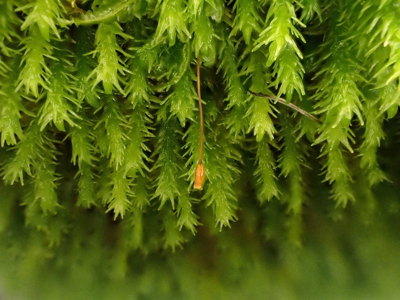 Anomodon Moss photo 4