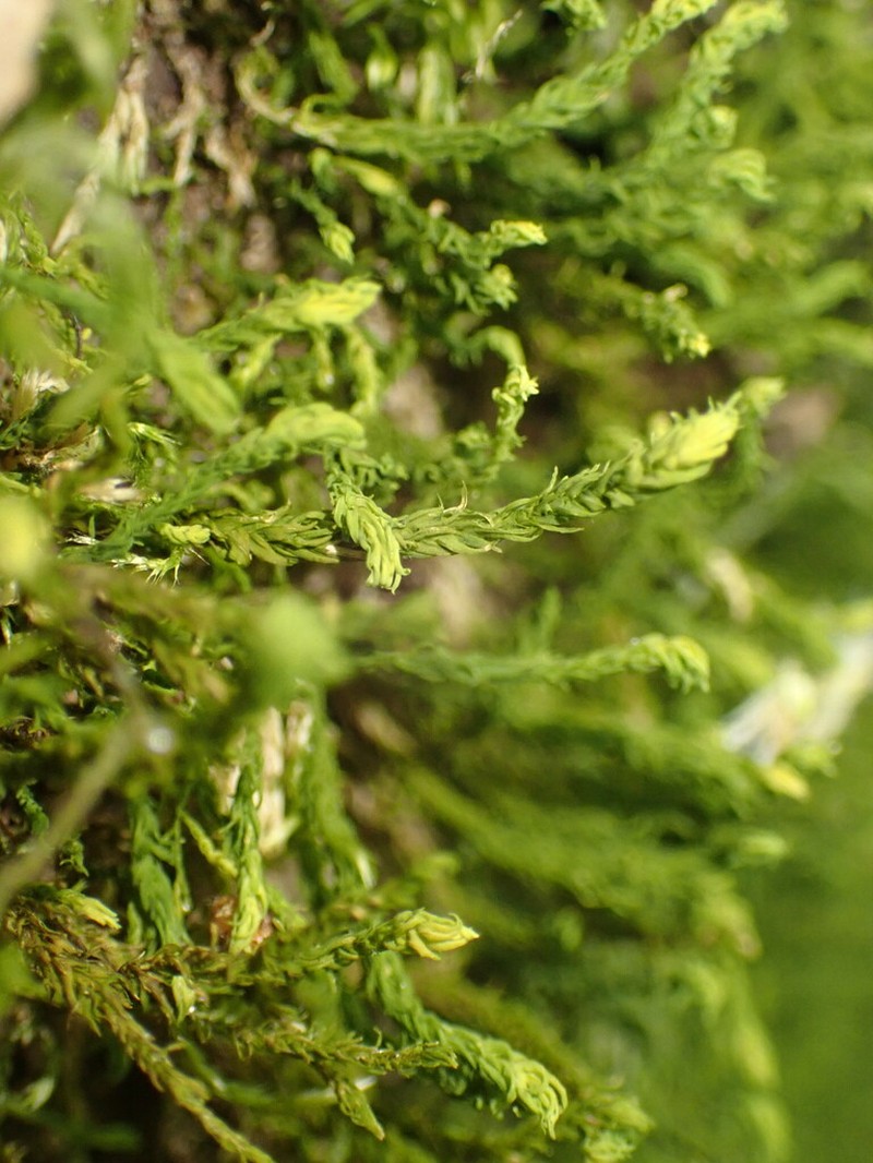 Anomodon Moss photo 5
