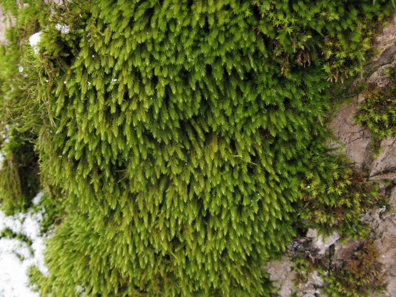 Anomodon Moss photo 6