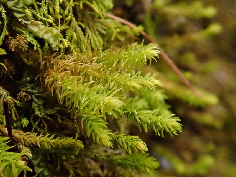 Anomodon Moss photo 7
