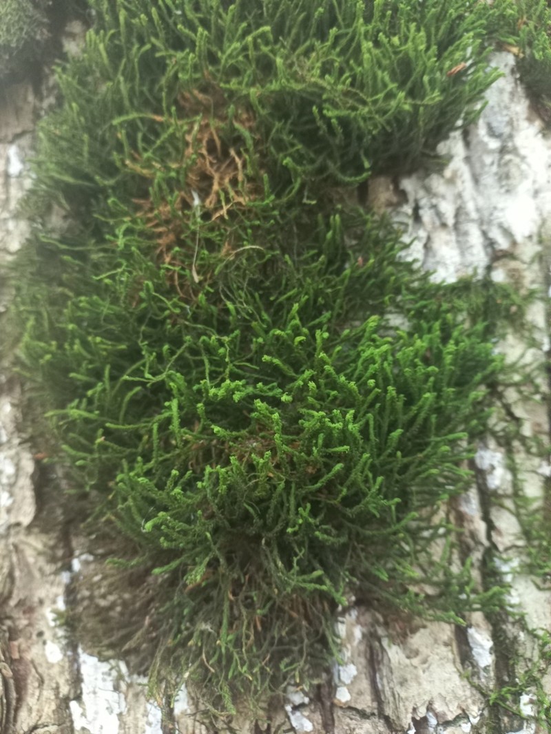 Anomodon Moss photo 8