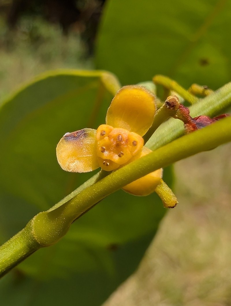 Anomospermum chloranthum