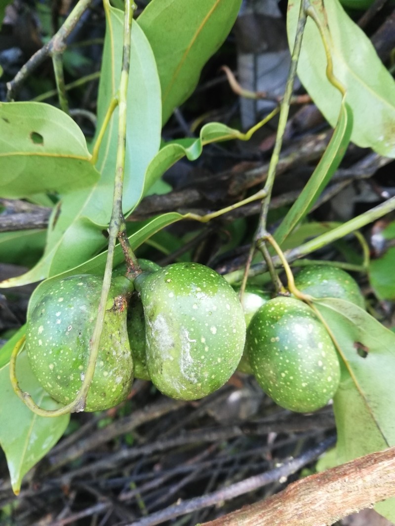 Anomospermum reticulatum
