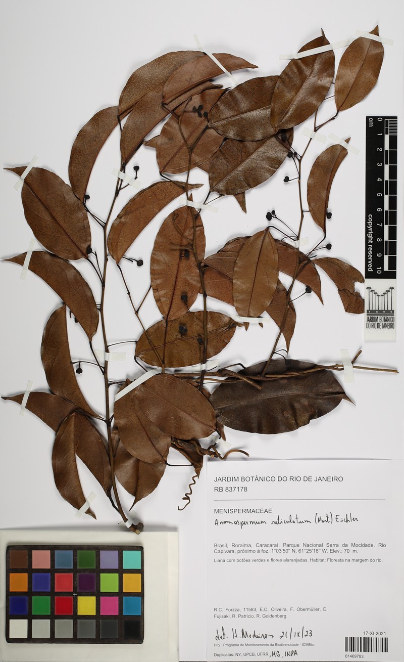 Anomospermum reticulatum photo 2