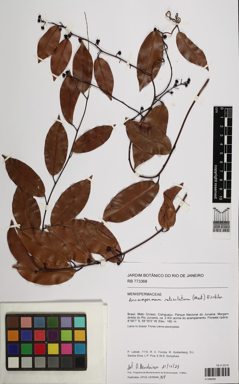 Anomospermum reticulatum photo 3