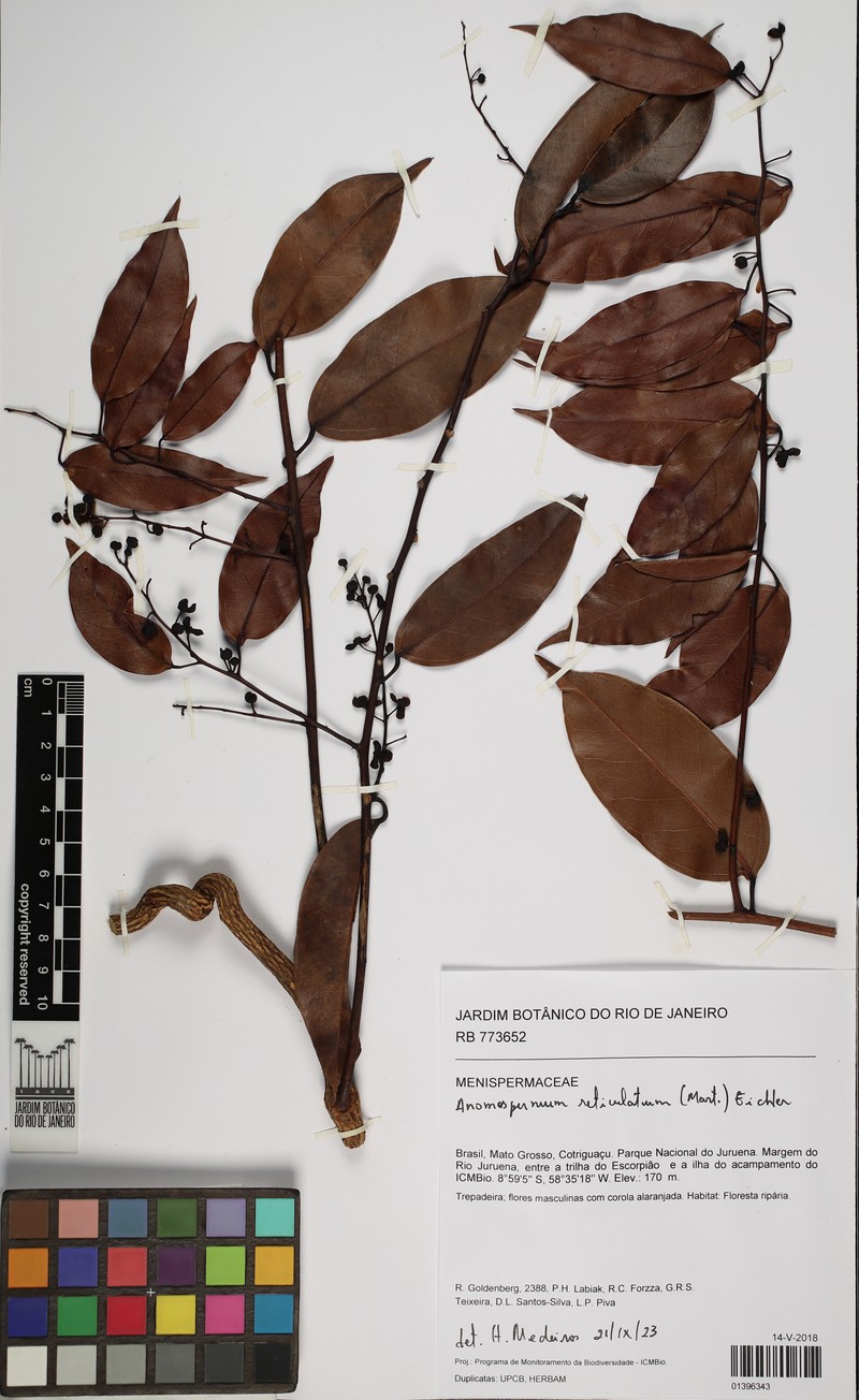Anomospermum reticulatum photo 4