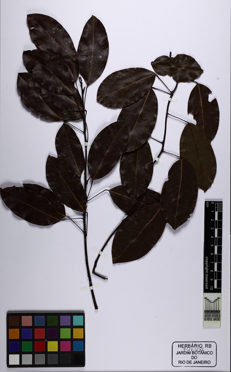Anomospermum reticulatum photo 5
