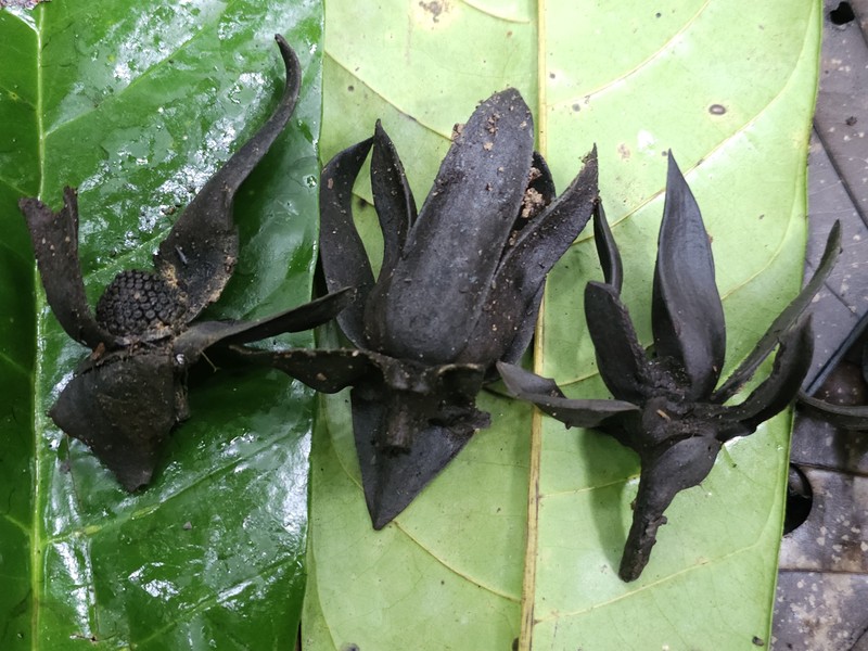 Anonidium brieyi photo 3
