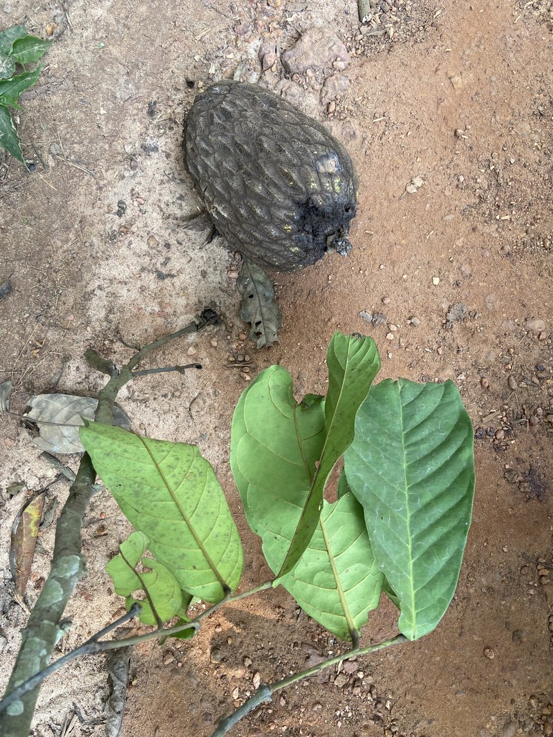 Anonidium brieyi photo 4