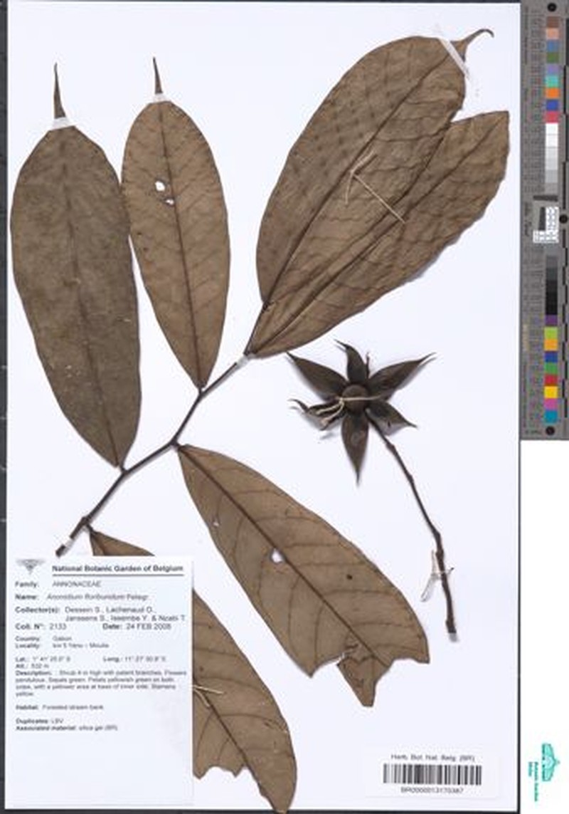Anonidium floribundum