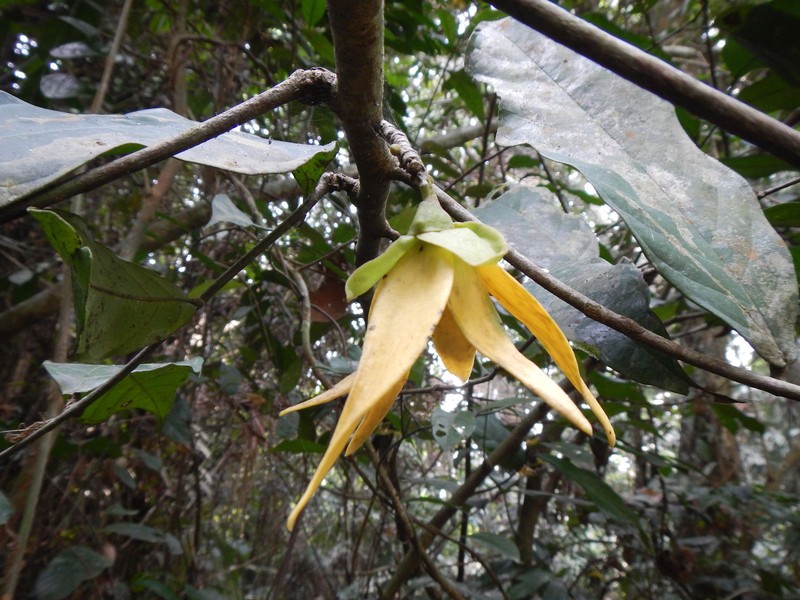 Anonidium letestui