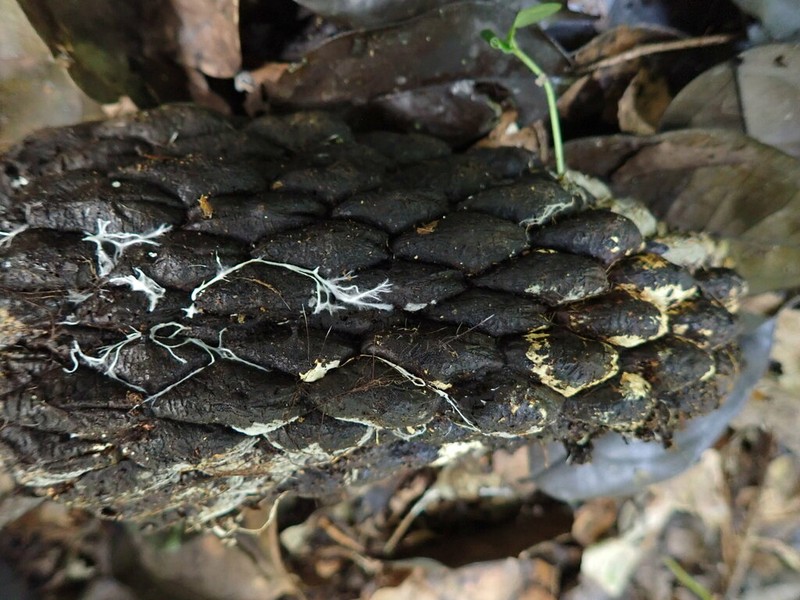 Anonidium mannii