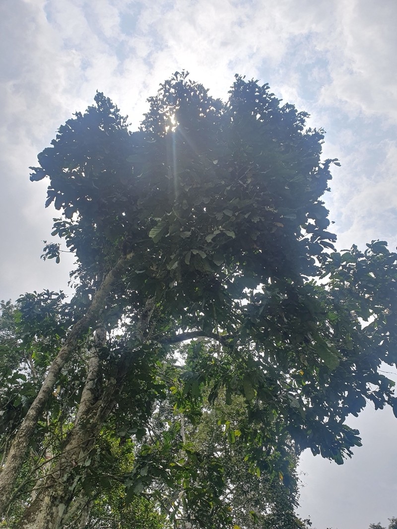 Anonidium mannii photo 2