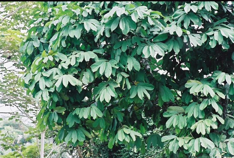 Anonidium mannii photo 3