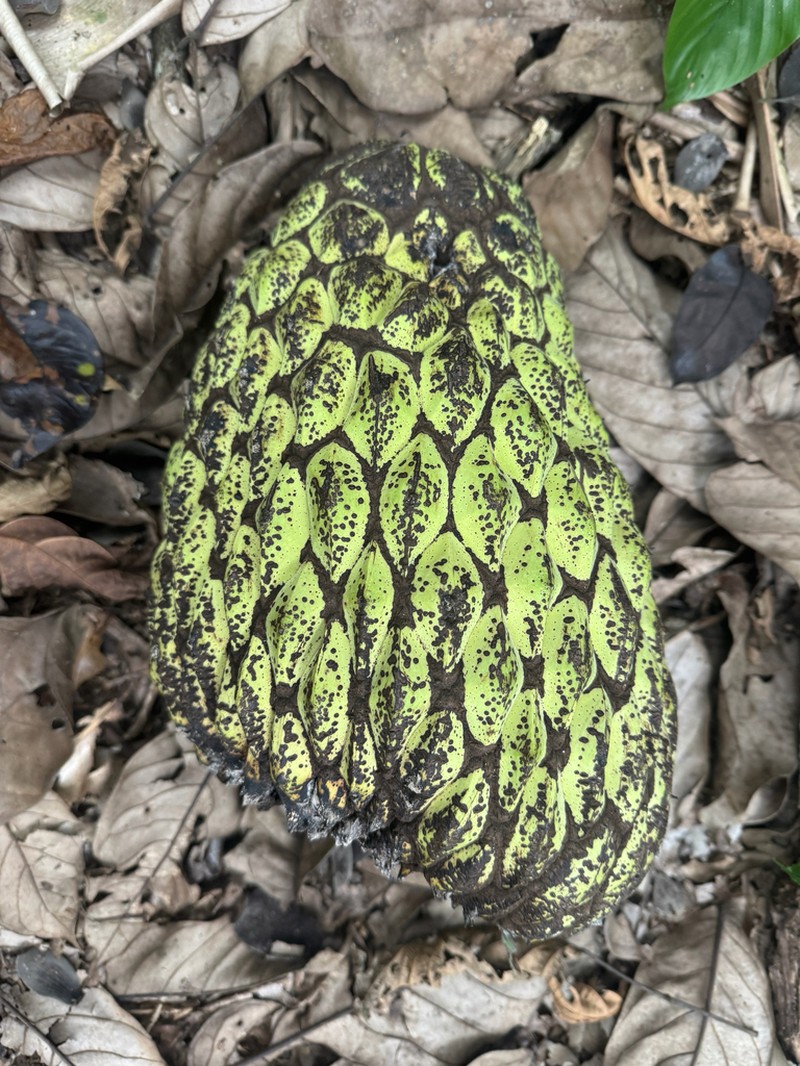 Anonidium mannii photo 4
