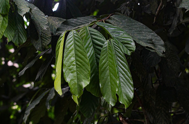 Anonidium mannii photo 5