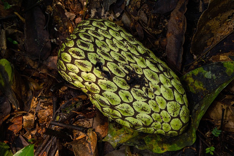 Anonidium mannii photo 6