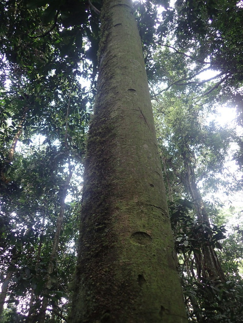 Anonidium mannii photo 7