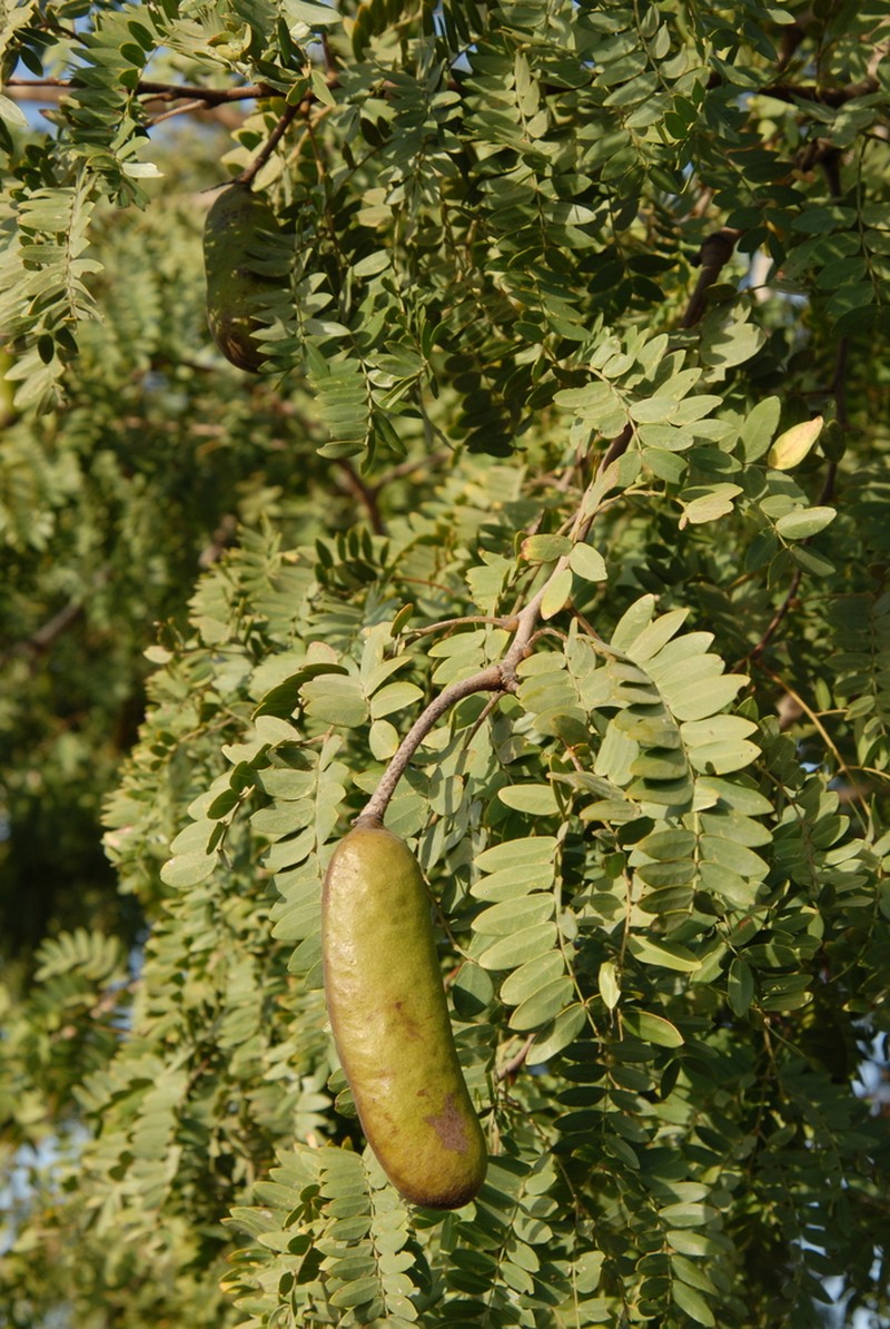 African Mesquite