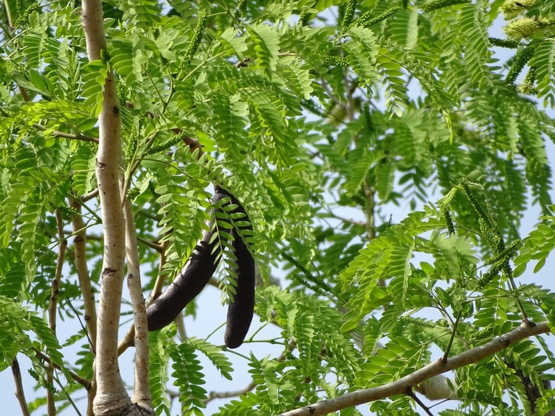 African Mesquite photo 2