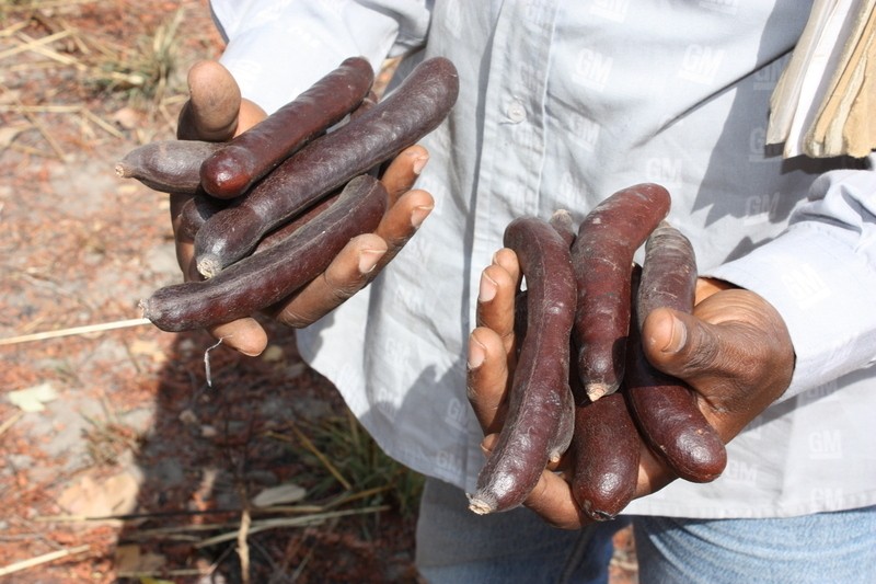 African Mesquite photo 3