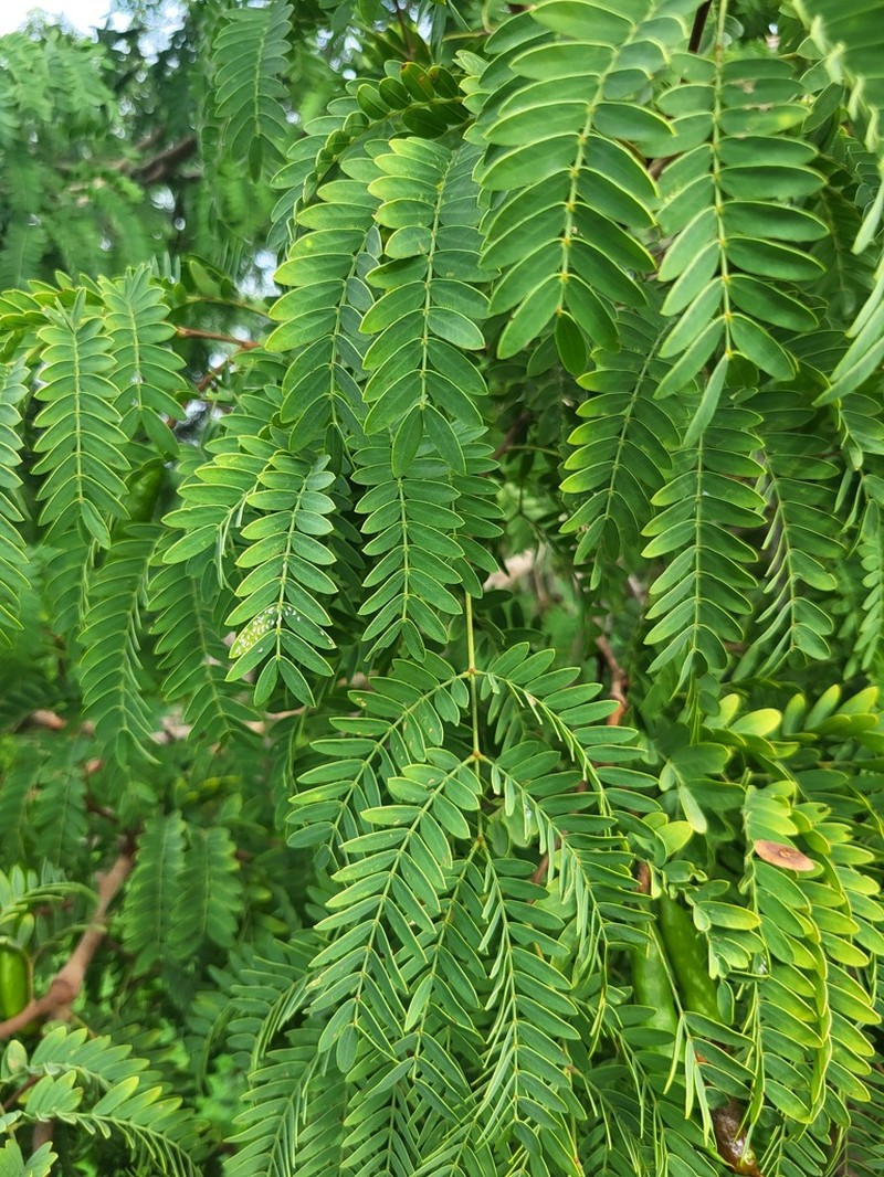 African Mesquite photo 4