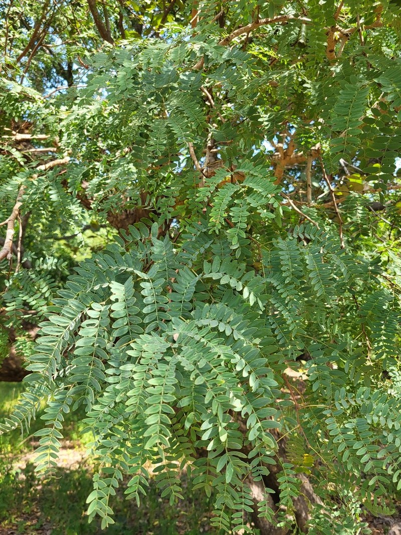 African Mesquite photo 5