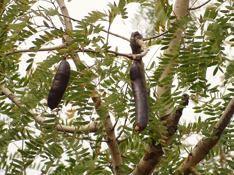 African Mesquite photo 6