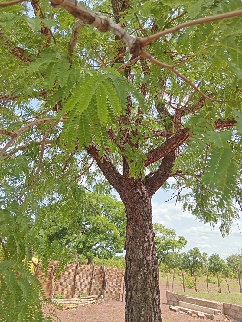 African Mesquite photo 7