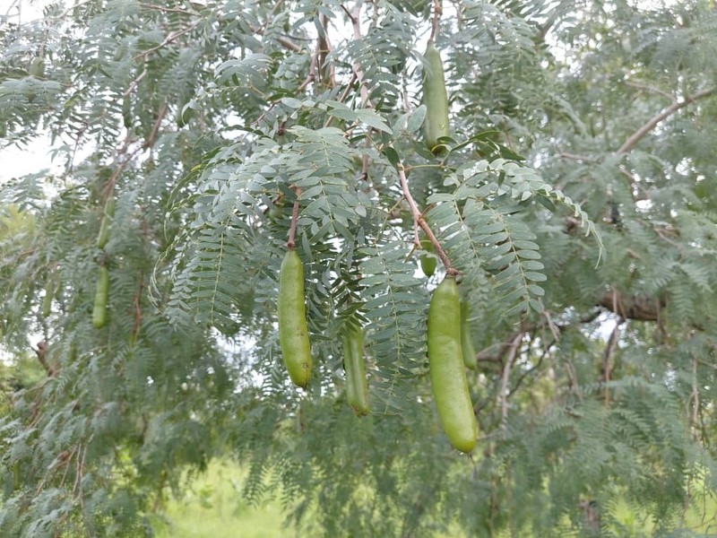 African Mesquite photo 8