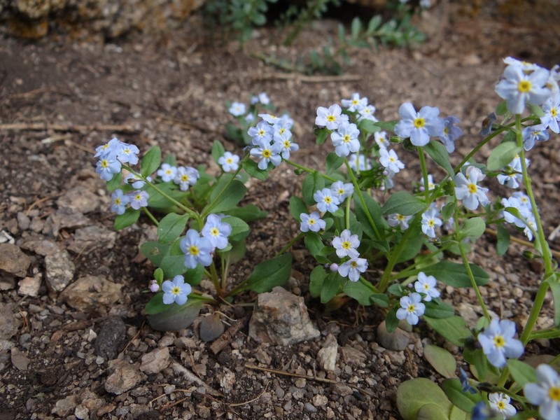 Anoplocaryum compressum