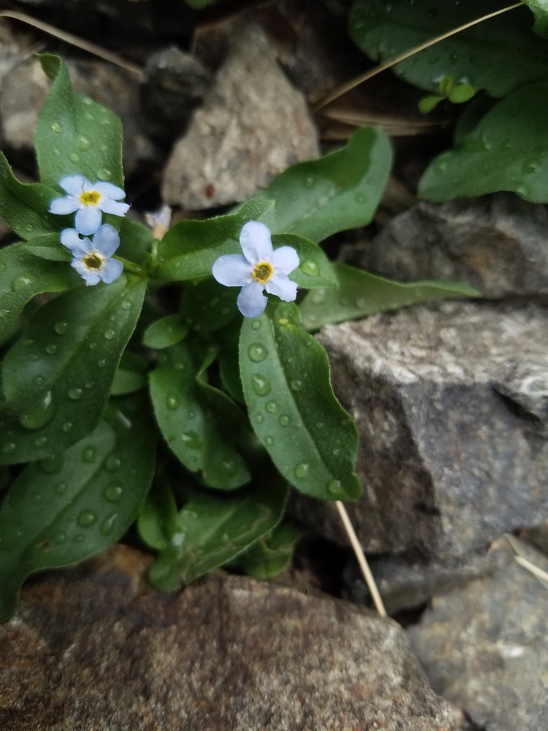 Anoplocaryum compressum photo 2