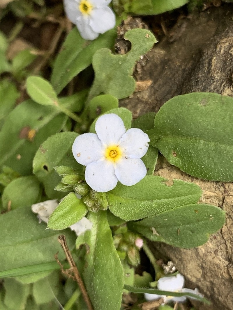 Anoplocaryum compressum photo 3