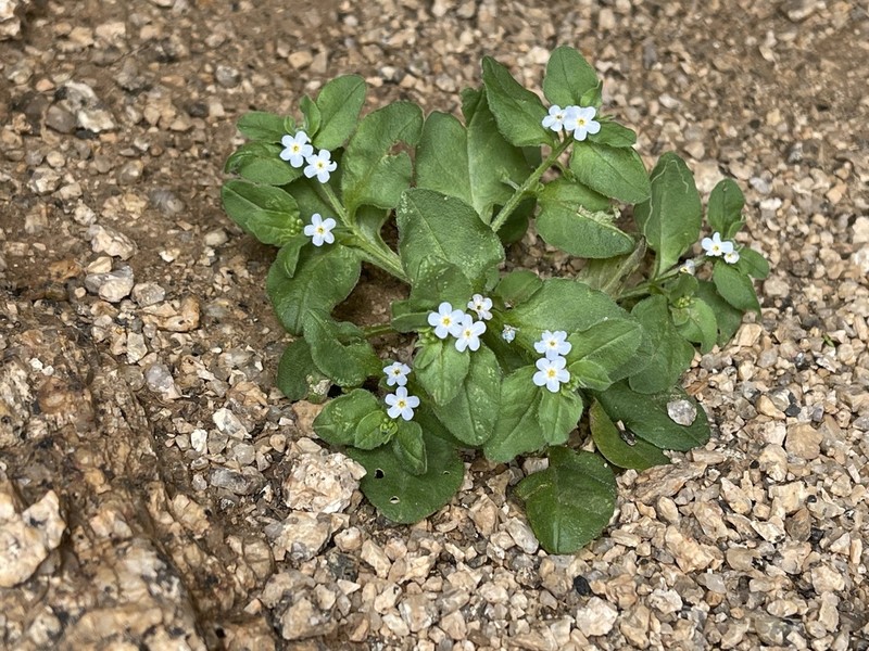 Anoplocaryum compressum photo 4