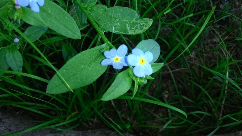 Anoplocaryum compressum photo 5
