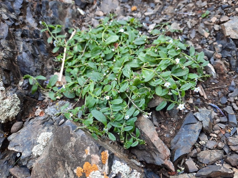 Anoplocaryum compressum photo 6