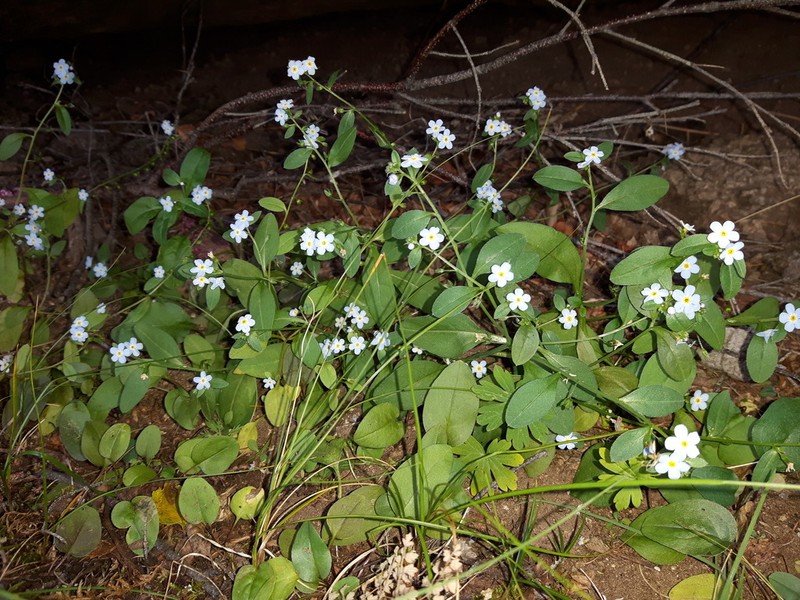 Anoplocaryum compressum photo 7