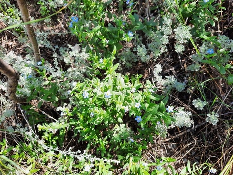 Anoplocaryum turczaninovii photo 3